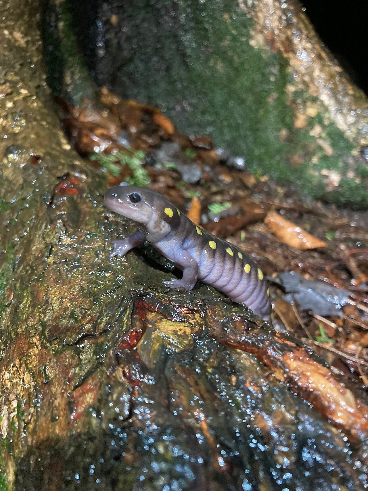 Salamandra manchada (Ambystoma maculatum)