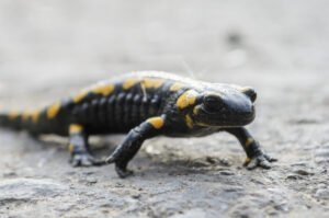 Salamandra manchada: características, hábitat y curiosidades