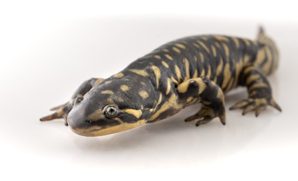 Salamandra tigre (Ambystoma tigrinum)