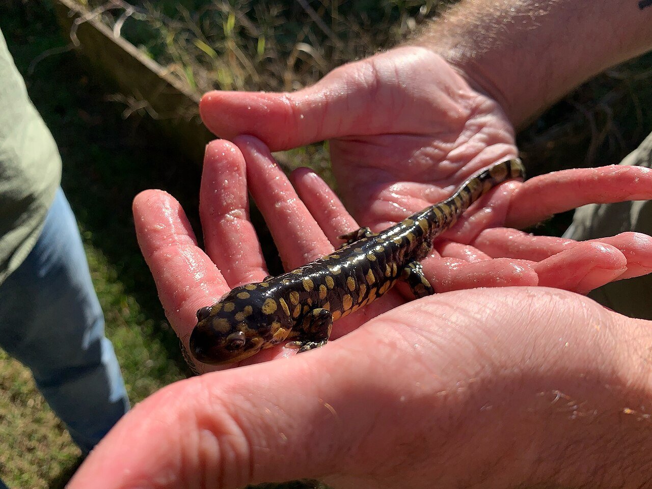 Salamandra tigre (Ambystoma tigrinum)