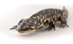 Salamandra tigre (Ambystoma tigrinum): la mayor salamandra terrestre de Norteamérica