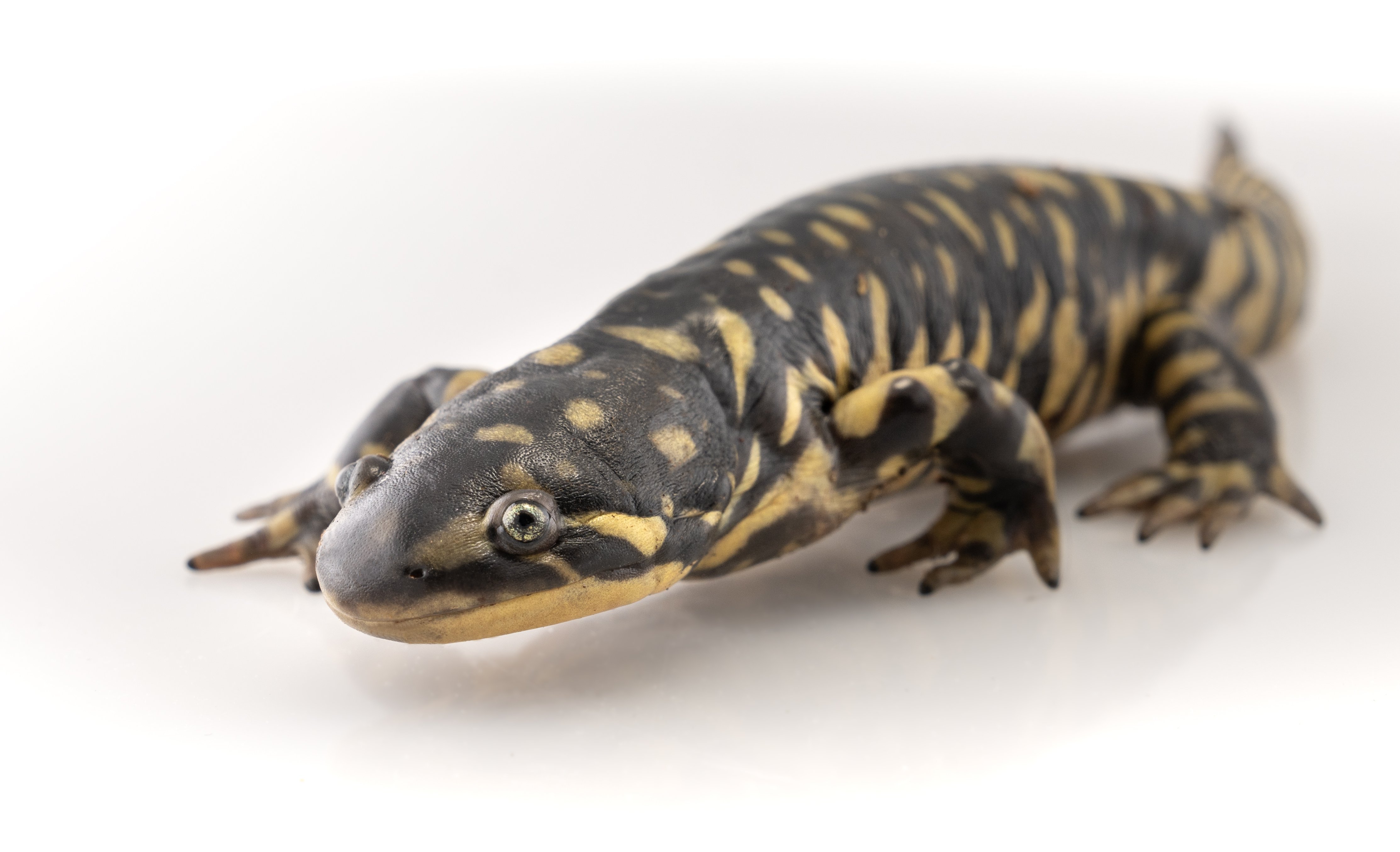 Salamandra tigre