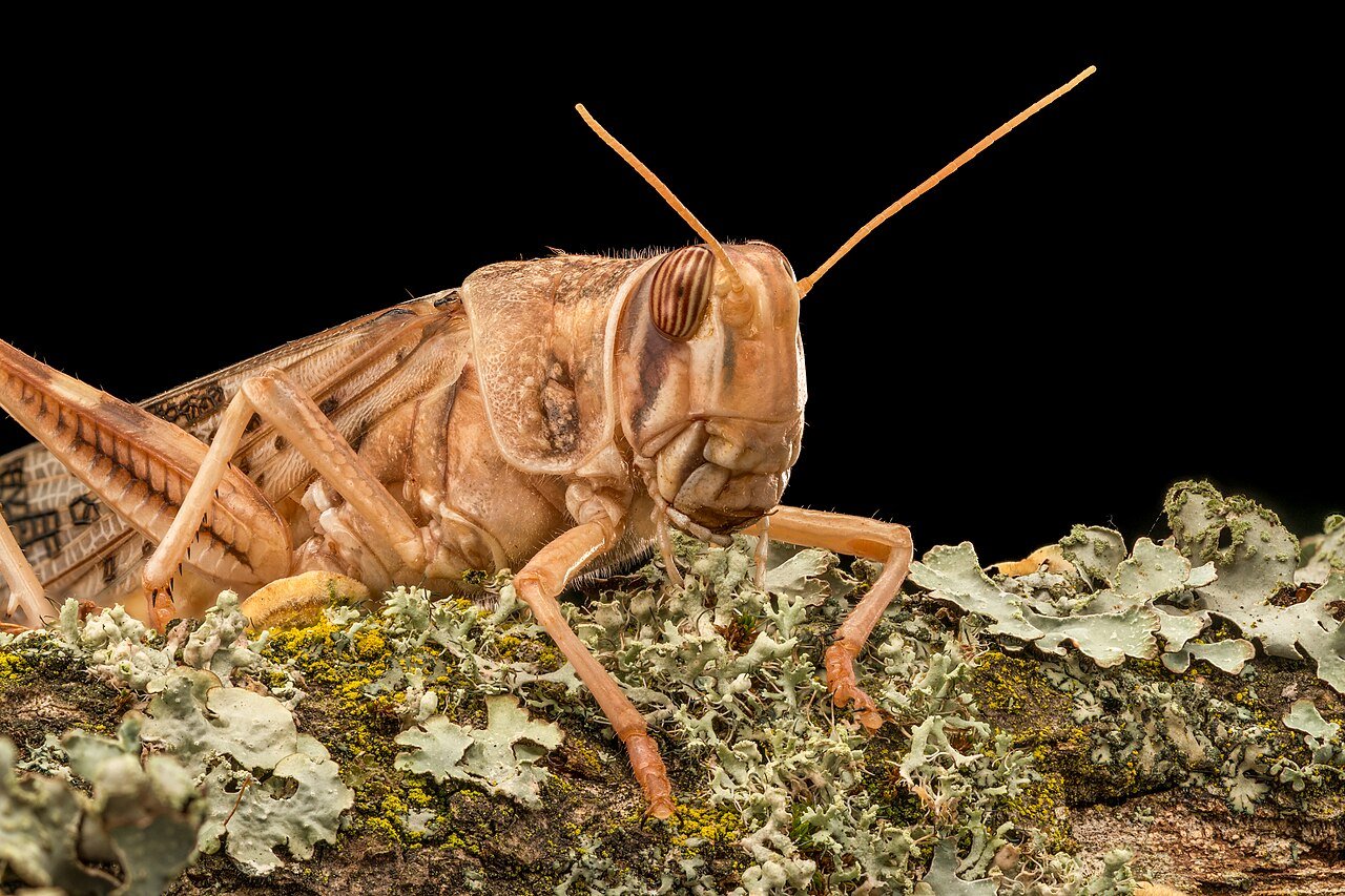 Saltamontes (Schistocerca gregaria)