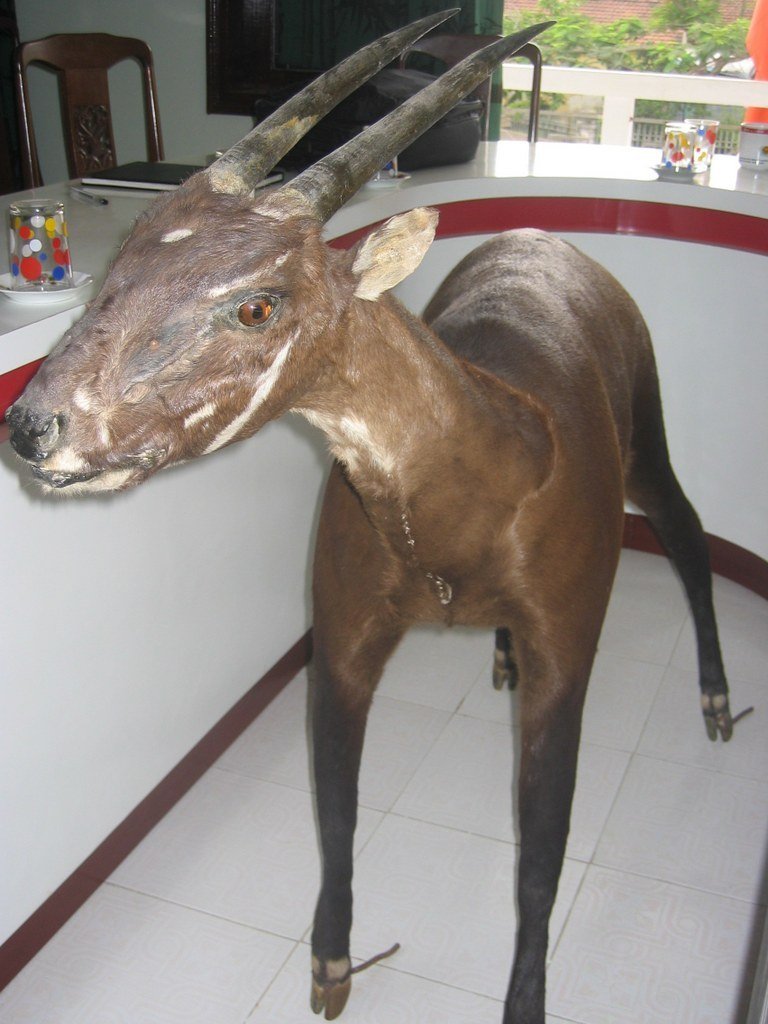 Saola (Pseudoryx nghetinhensis)