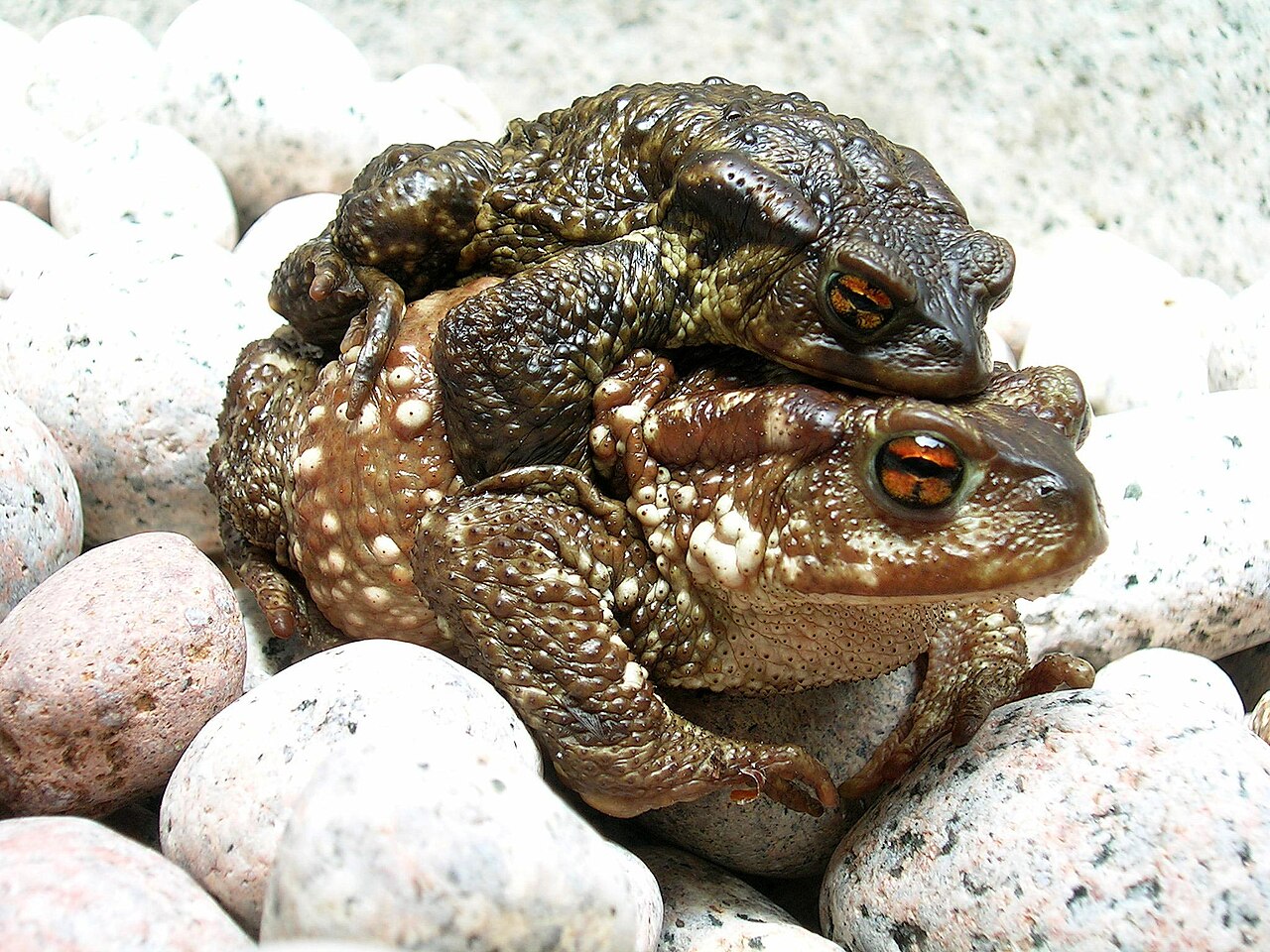Sapo común (Bufo bufo)