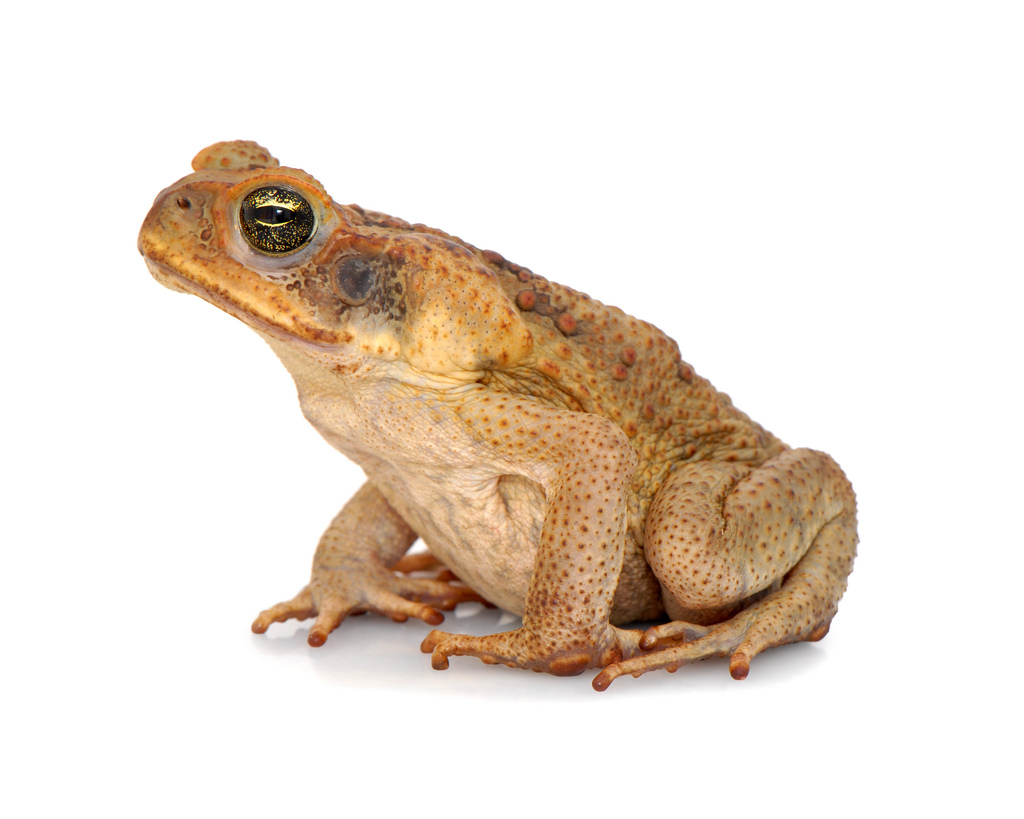 Sapo de caña (Rhinella marina)