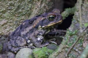 Sapo de caña: el invasor que devastó Australia