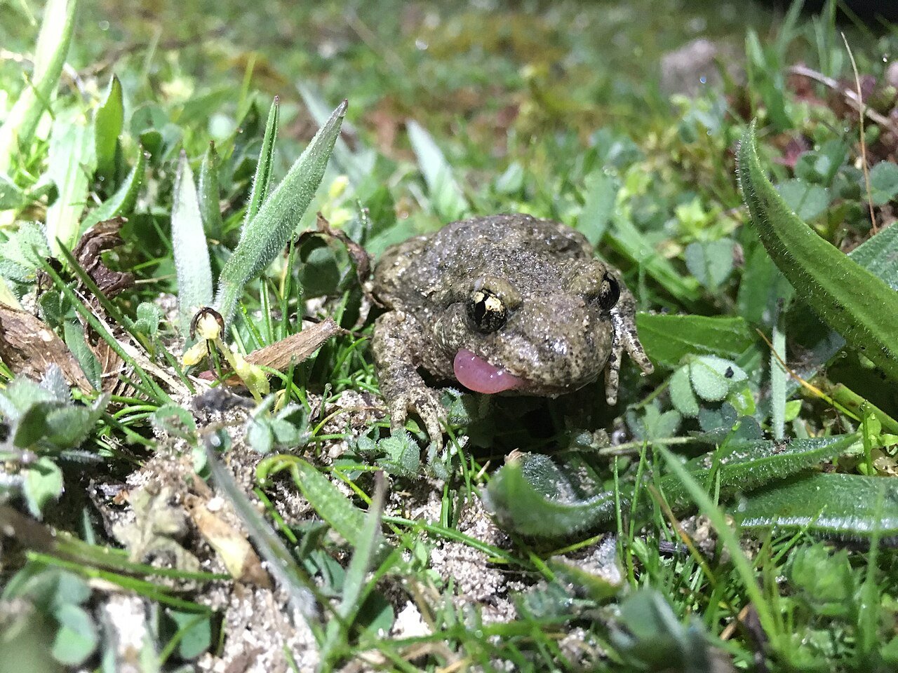 Sapo partero (Alytes obstetricans)
