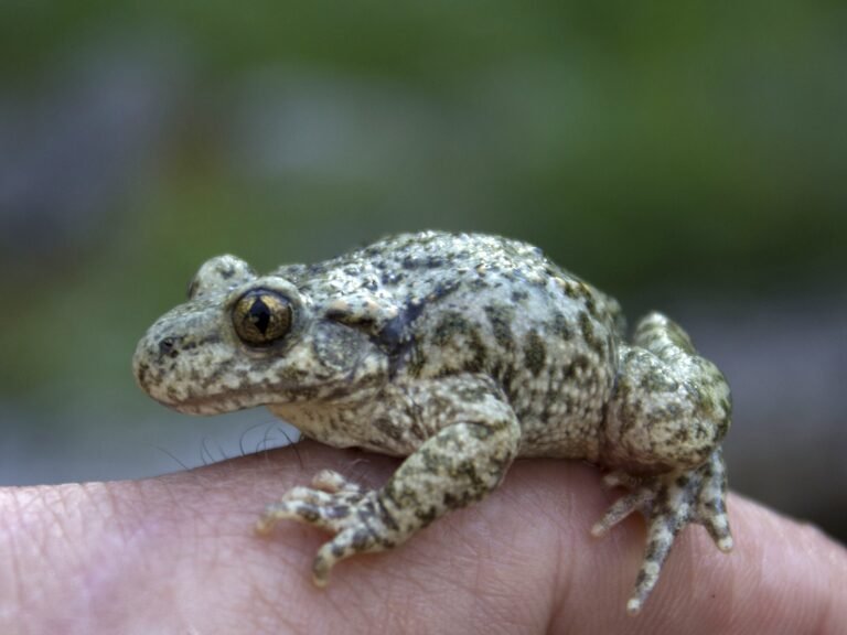 Sapo partero