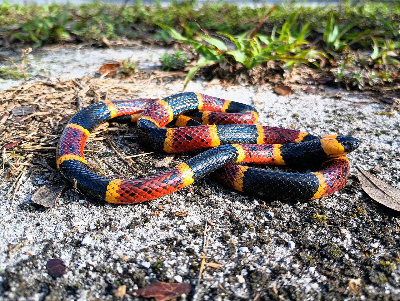 Serpiente coral (Micrurus fulvius)