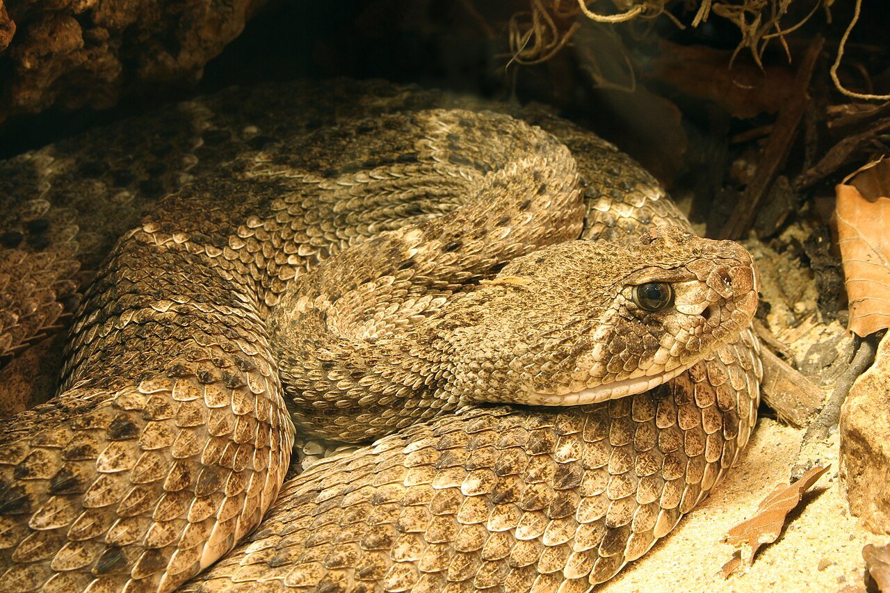 Serpiente de cascabel (Crotalus atrox)