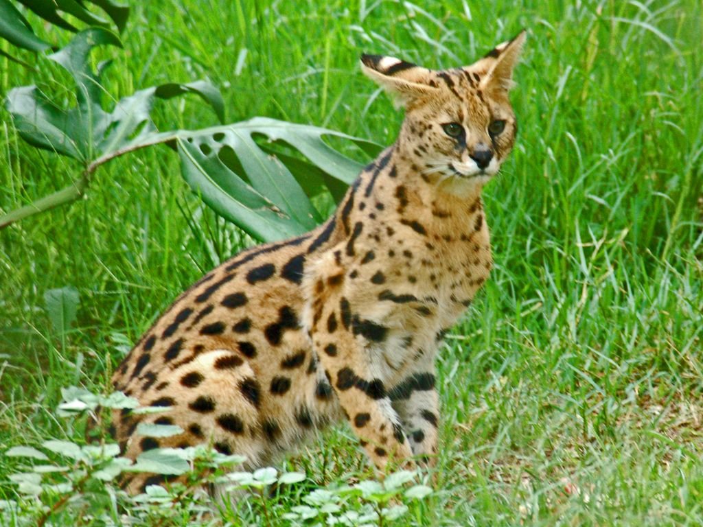 Serval (Leptailurus serval)