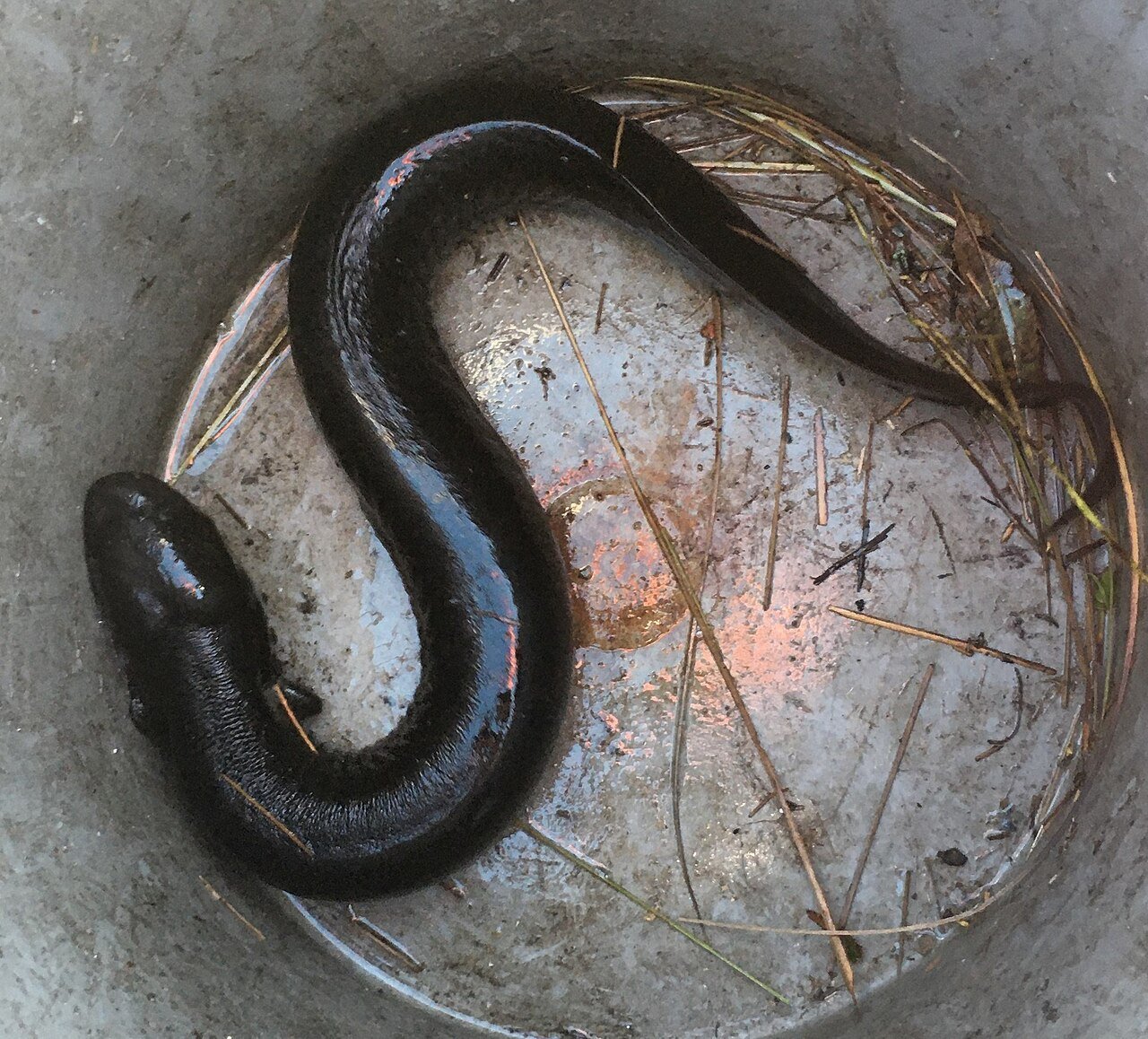 Sirena lacertina (Siren lacertina)