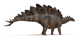 Stegosaurus: El Dinosaurio de las Placas Dorsales