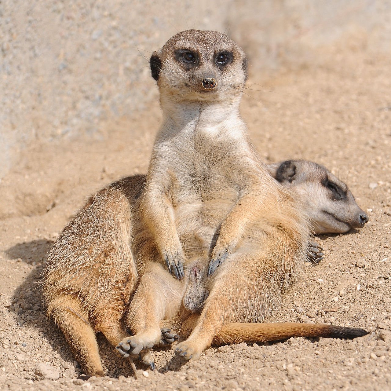 Suricata (Suricata suricatta)