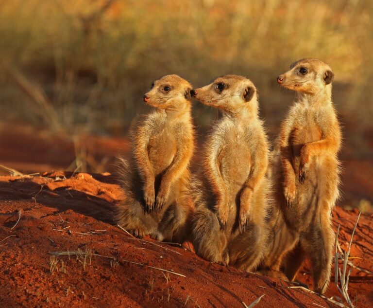 Suricata