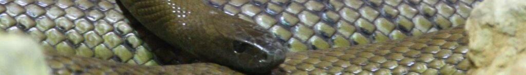 Taipán Interior (Oxyuranus microlepidotus)