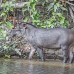 Tapir