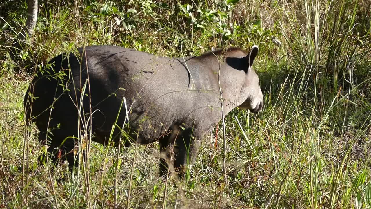 Tapir (Tapirus terrestris)