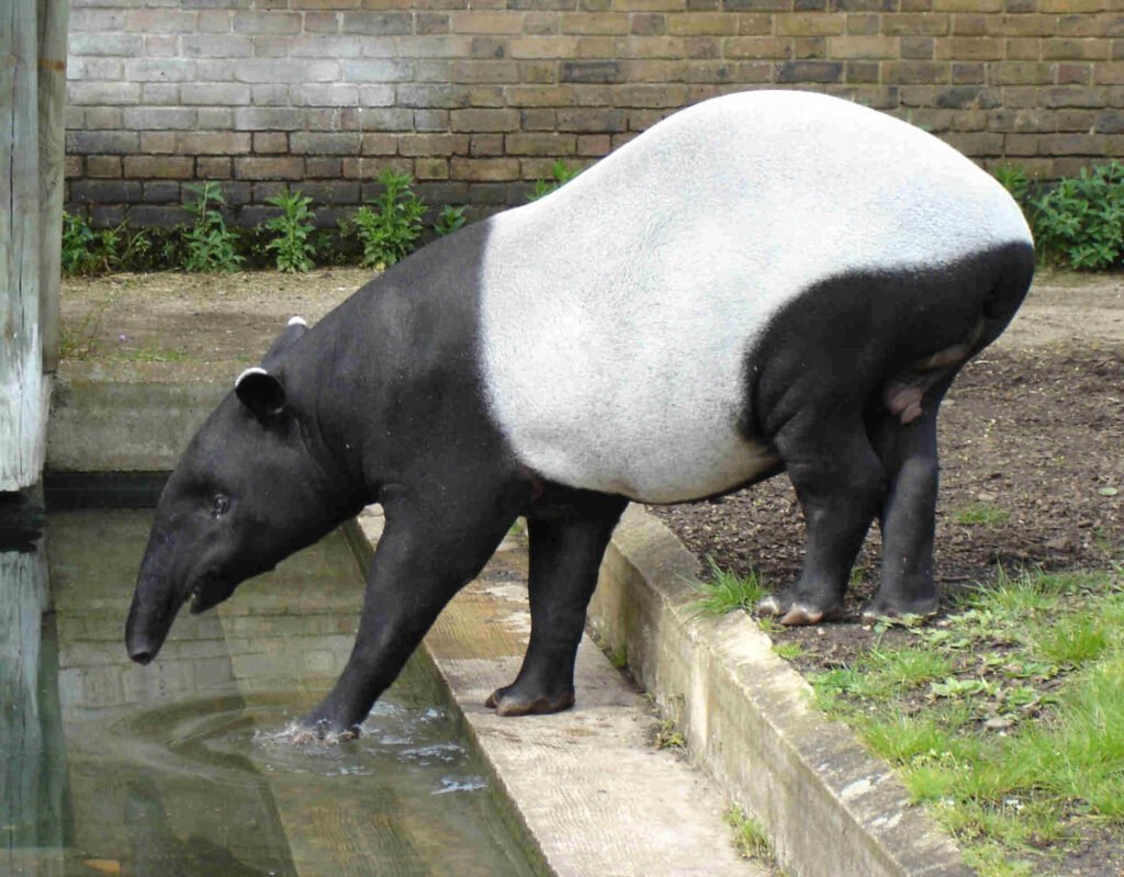 Tapir malayo (Tapirus indicus)
