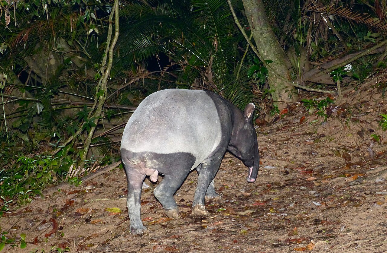 Tapir malayo (Tapirus indicus)