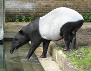 Tapir malayo: características, hábitat y curiosidades