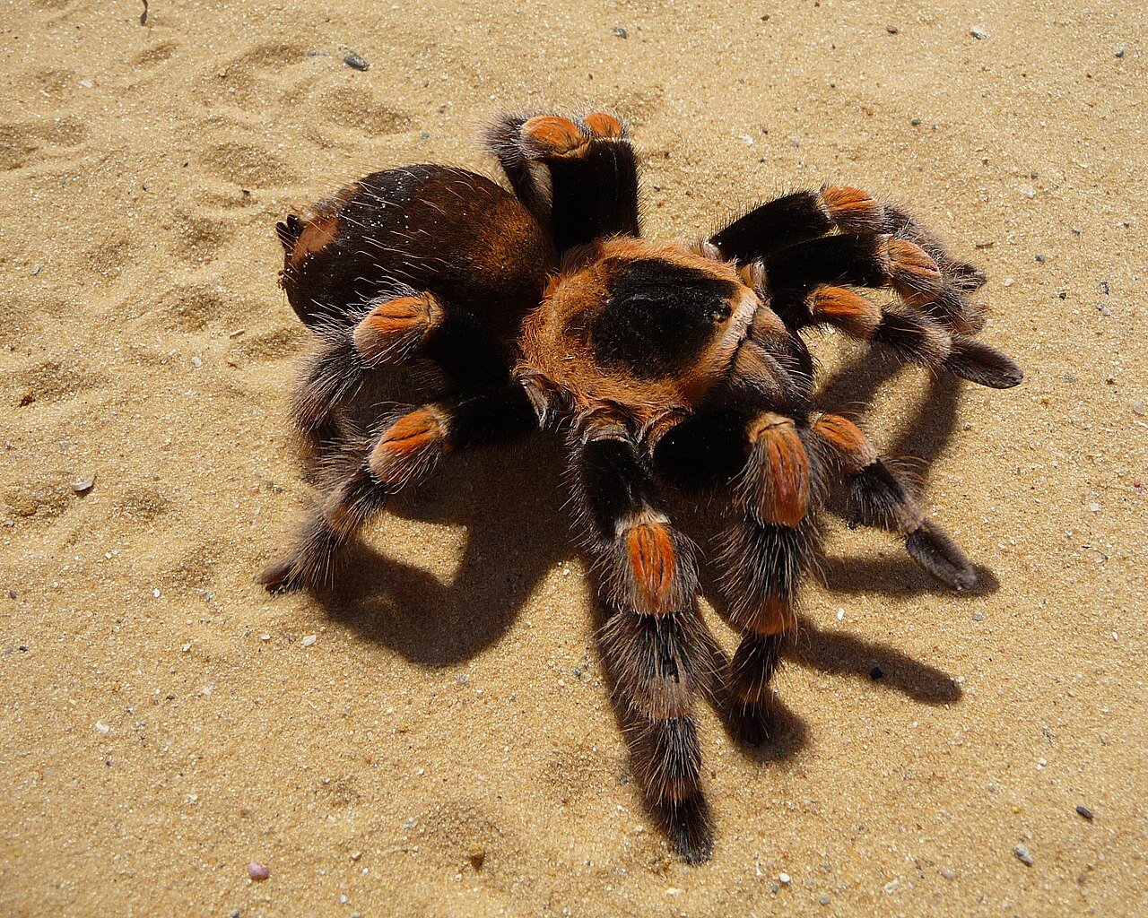 Tarántula de rodillas rojas (Brachypelma hamorii)
