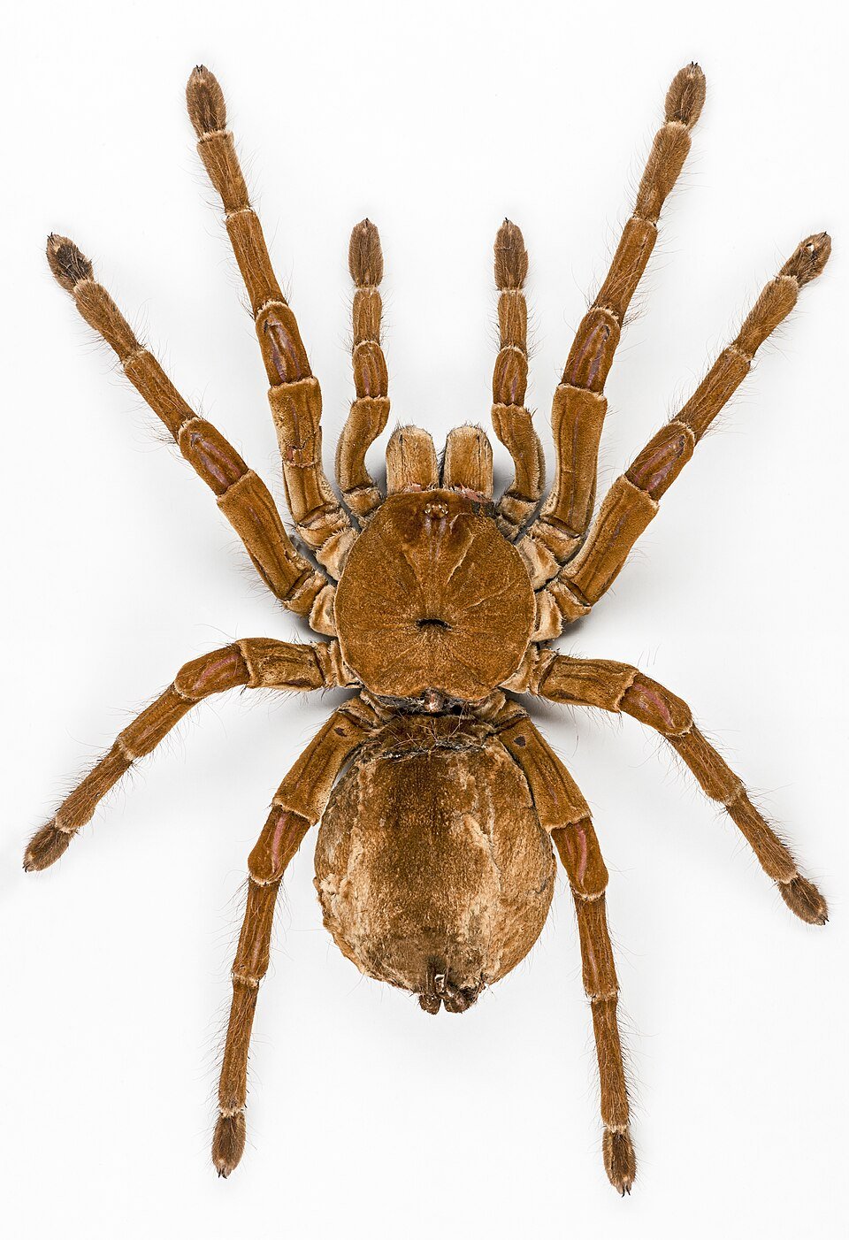 Tarántula