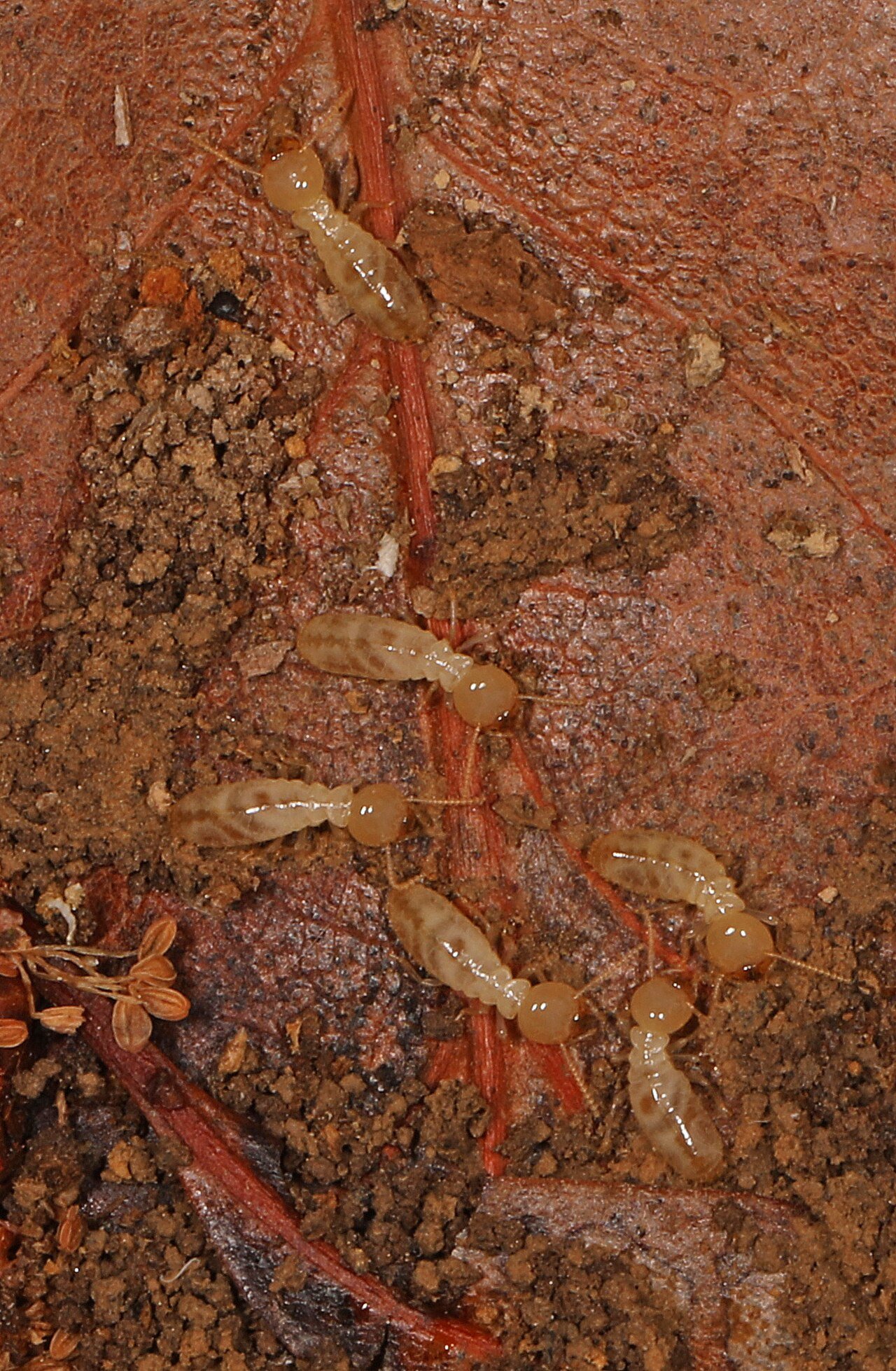 Termita (Reticulitermes flavipes)
