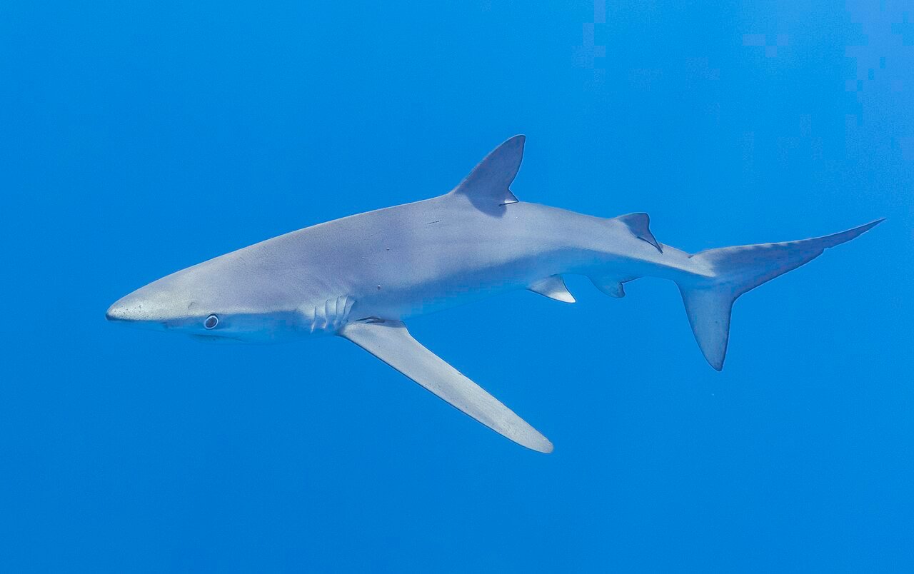 Tiburón Azul (Prionace glauca)