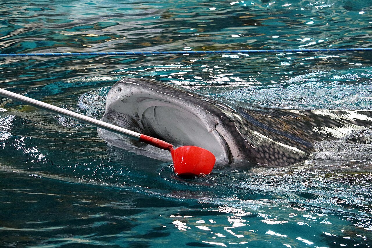 Tiburón ballena (Rhincodon typus)
