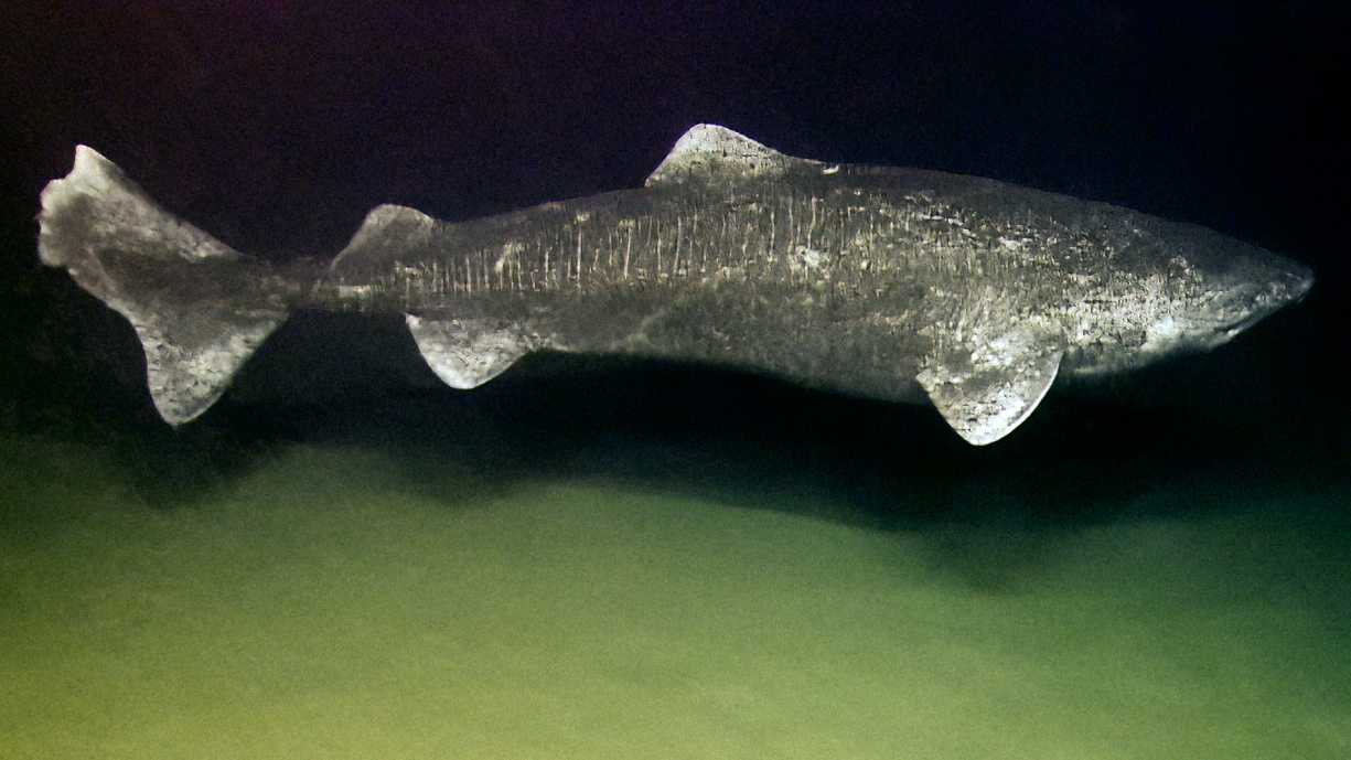 Tiburón de Groenlandia (Somniosus microcephalus)