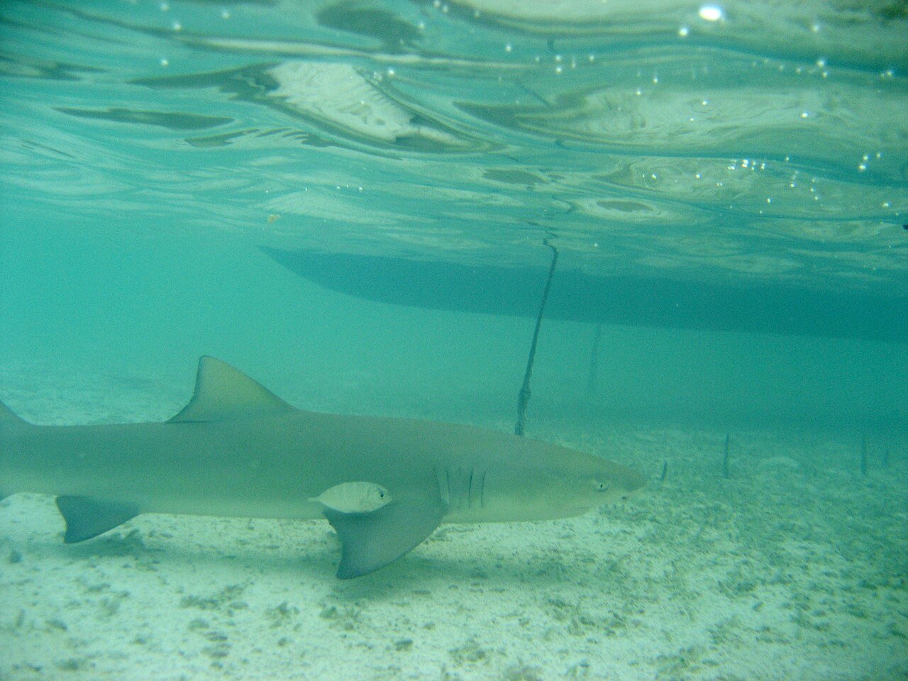 Tiburón Limón (Negaprion brevirostris)
