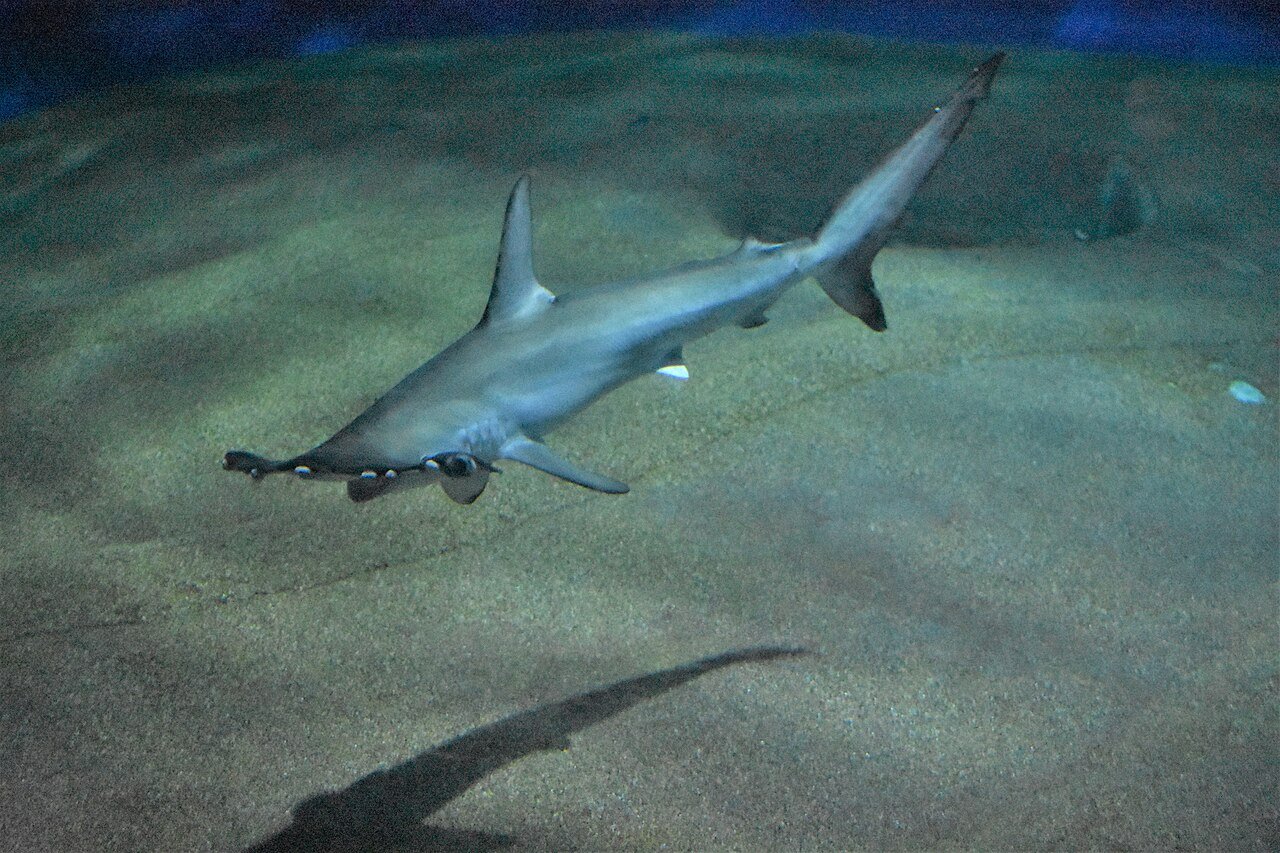 Tiburón martillo (Sphyrna zygaena)