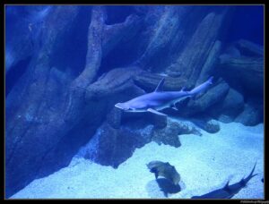 Tiburón martillo: características, hábitat y curiosidades del cazador de cabeza plana