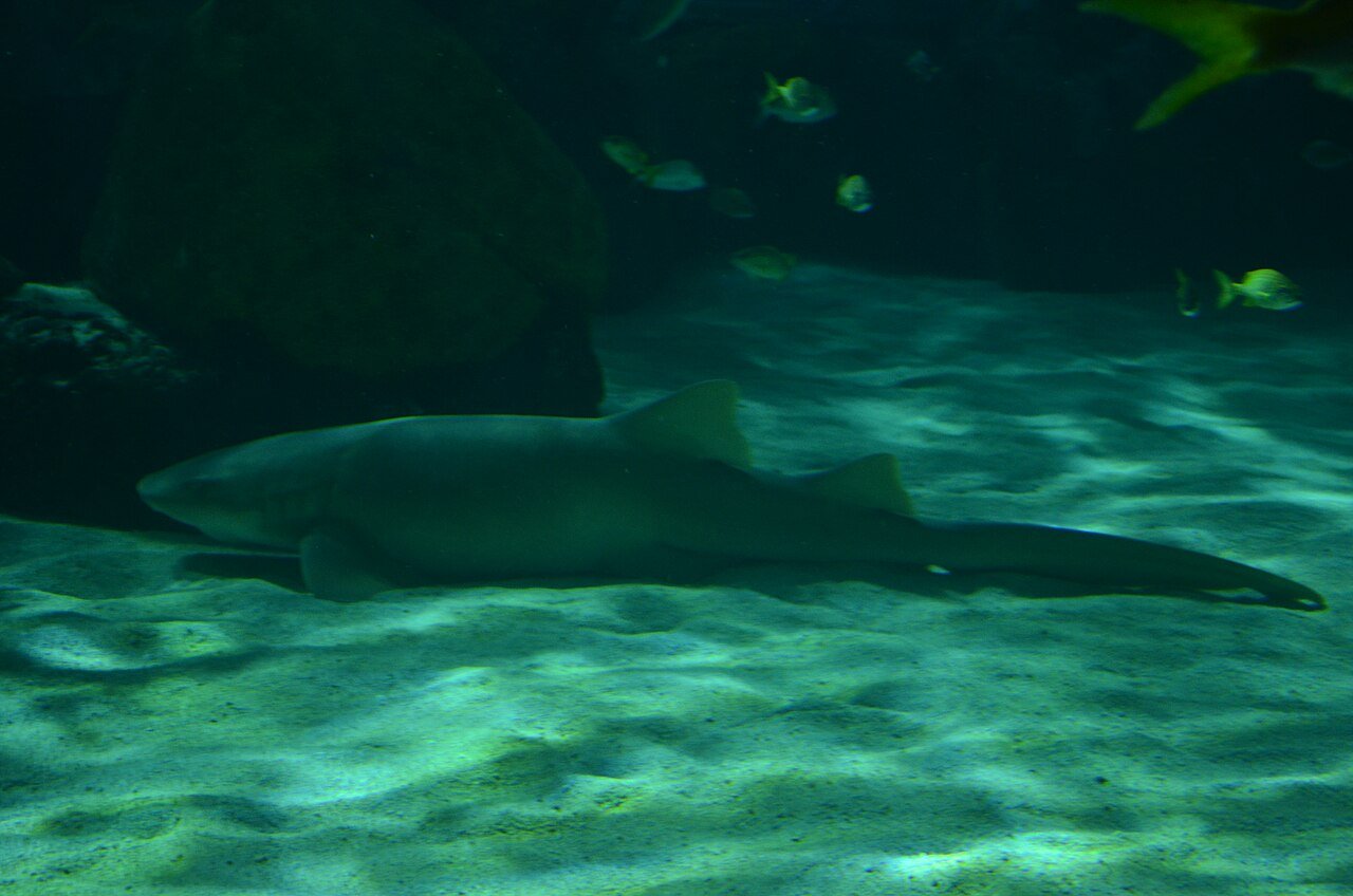 Tiburón Nodriza (Ginglymostoma cirratum)