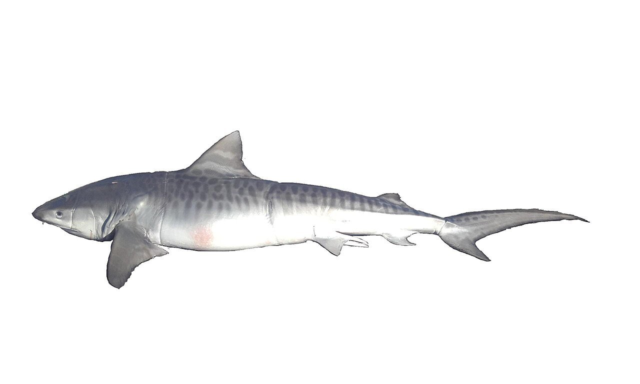 Tiburón Tigre (Galeocerdo cuvier)