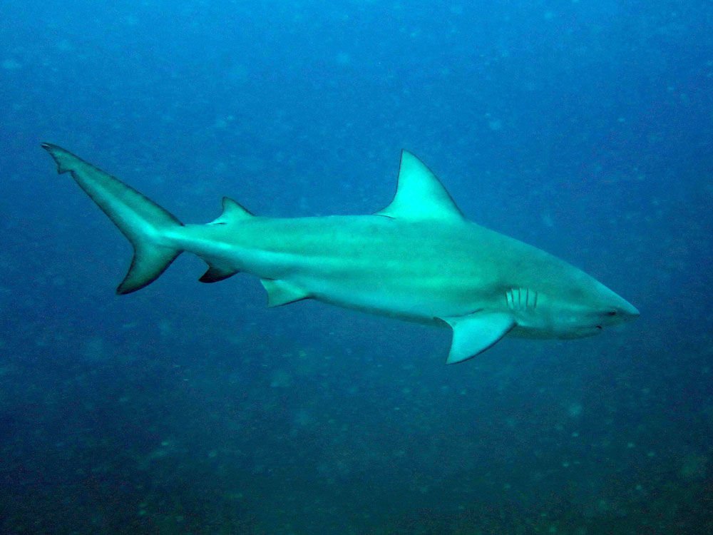Tiburón toro (Carcharhinus leucas)