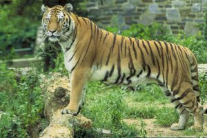 Tigre: características, hábitat y curiosidades del felino más grande del mundo