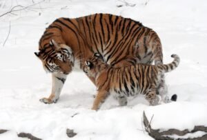 Tigre de Amur: características, hábitat y curiosidades