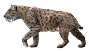 Tigre Dientes de Sable (Smilodon): El Felino Prehistórico