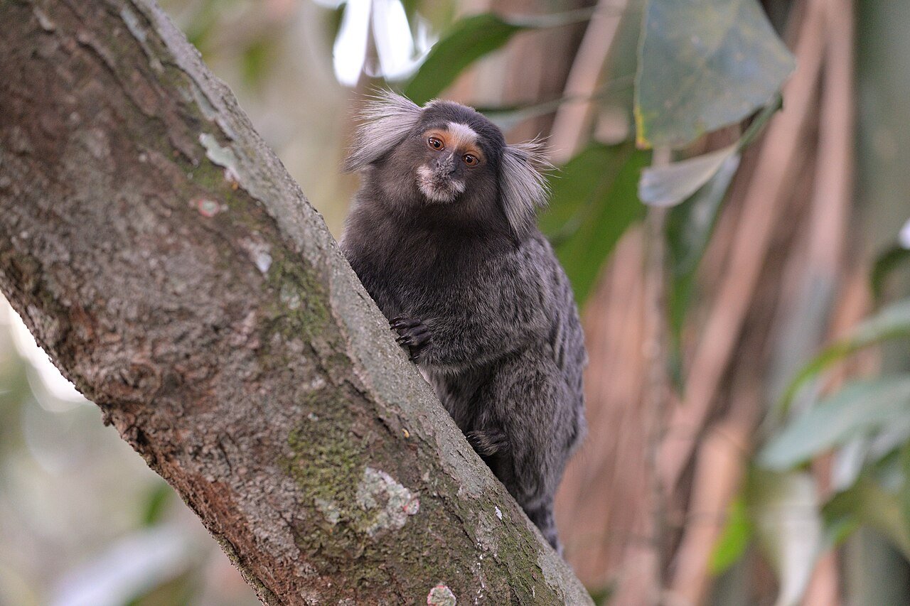 Tití (Callithrix jacchus)