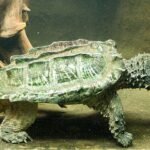Tortuga caimán