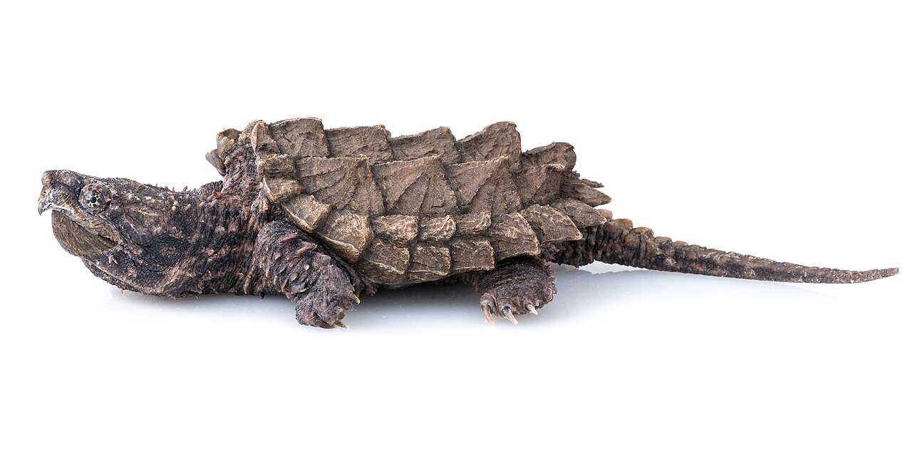 Tortuga caimán (Macrochelys temminckii)