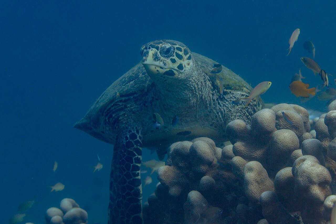 Tortuga carey (Eretmochelys imbricata)