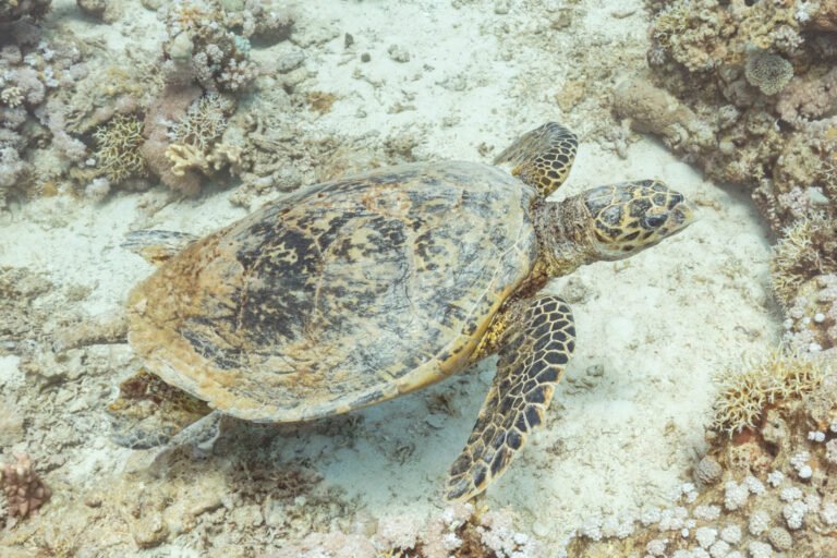 Tortuga carey