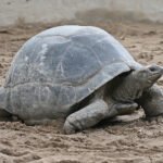 Tortuga de Aldabra