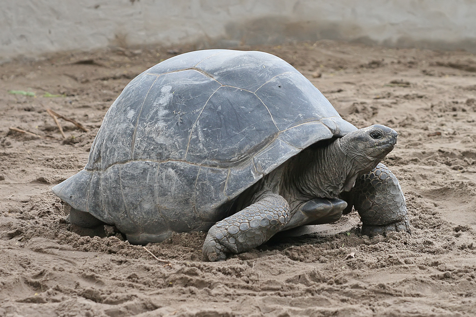Tortuga de Aldabra