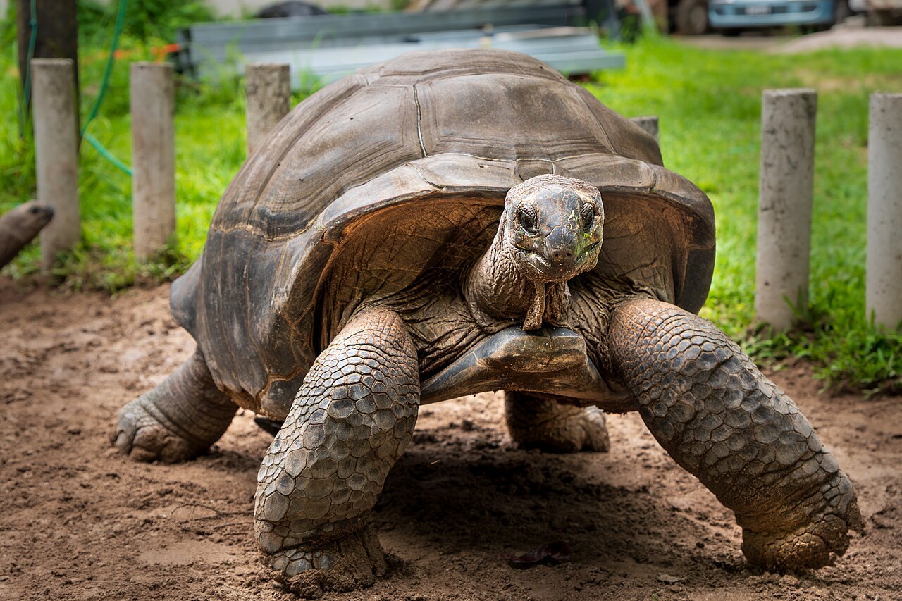 Tortuga de Aldabra (Aldabrachelys gigantea)