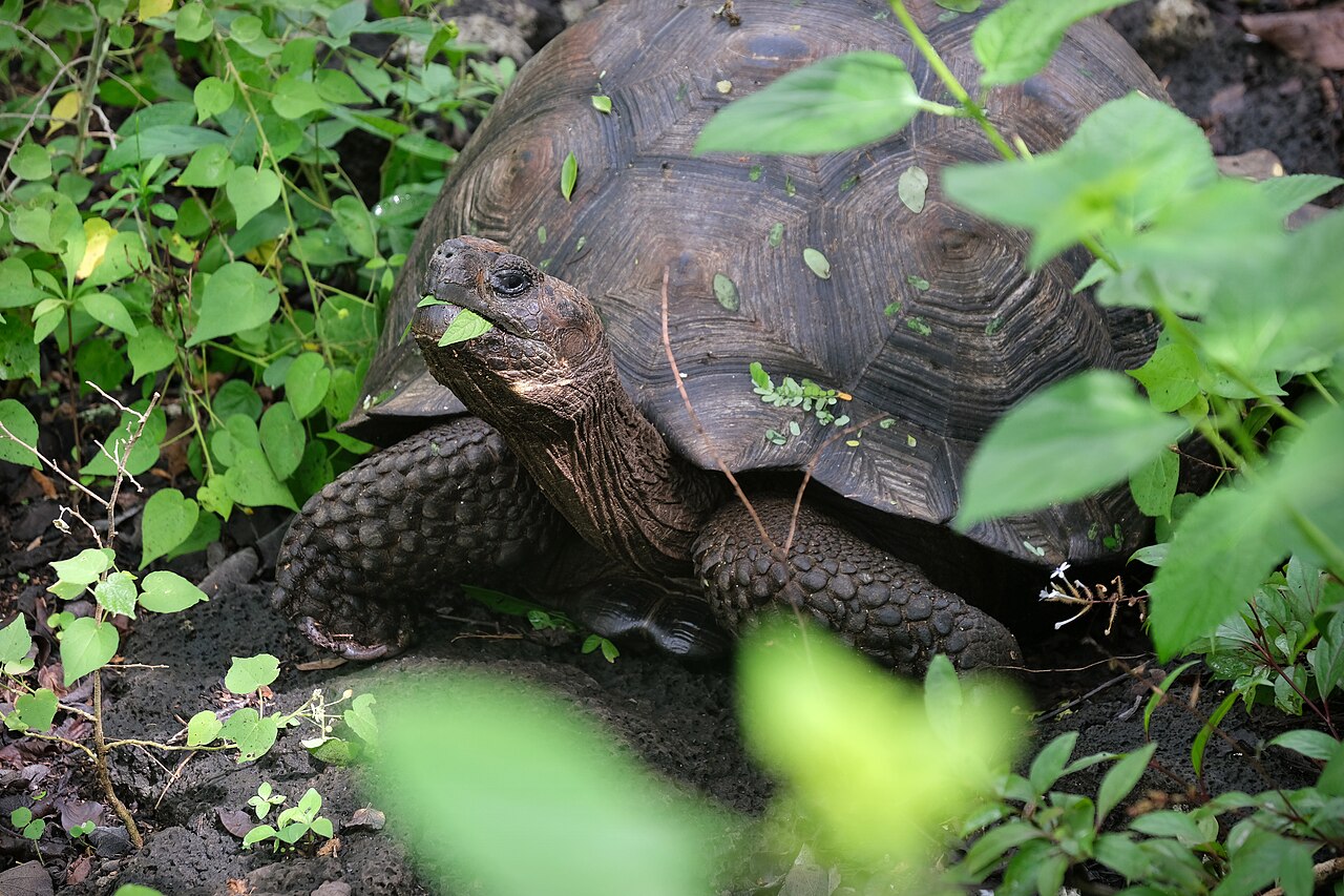 Tortuga gigante de Galápagos (Chelonoidis niger)